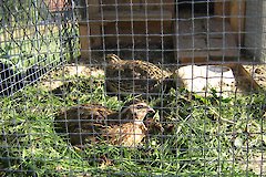 Urlaub im Bayerischen Wald